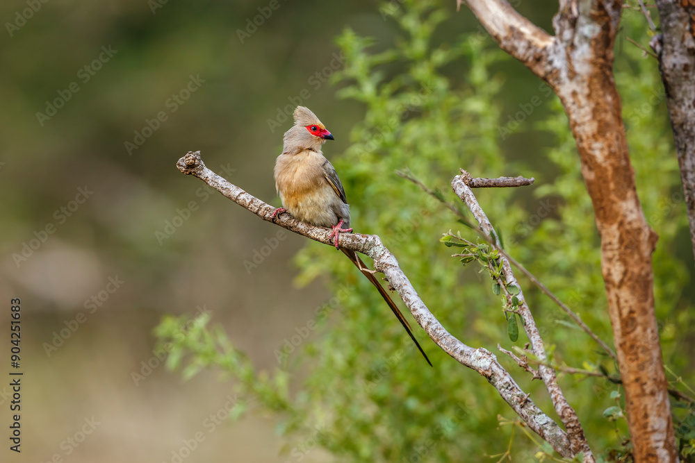 Red faced Mousebird standing on a shrub front view in Kruger National park, South Africa ; Specie Urocolius indicus family of Coliidae Red faced Mousebird standing on a shrub front view in Kruger National park, South Africa ; Specie Urocolius indicus family of Coliidae