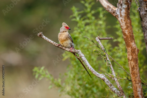 Red faced Mousebird standing on a shrub front view in Kruger National park, South Africa ; Specie Urocolius indicus family of Coliidae photo