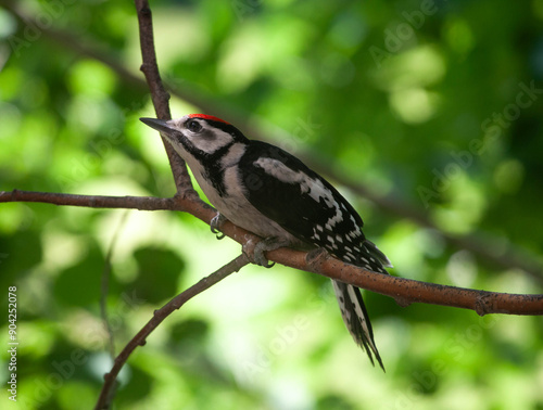 beautiful woodpecker in a tree