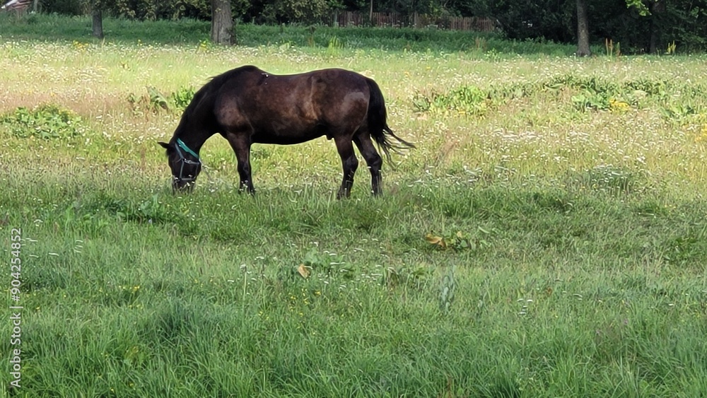 Fototapeta premium Oginsky Estate, Museum in Belarus. 