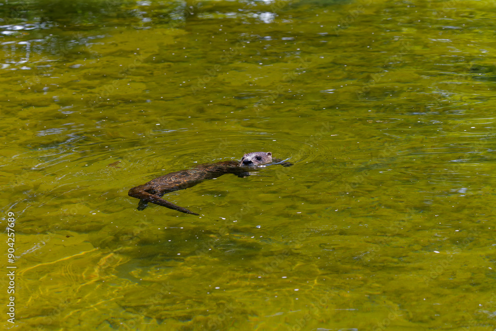 The North American river otter (Lontra canadensis) also known as the