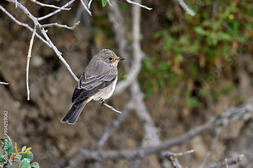 Grauschnäpper // Spotted flycatcher (Muscicapa striata) photo