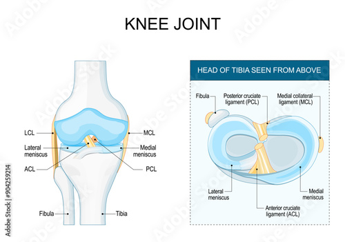 Knee joint anatomy. Meniscus and ligaments photo