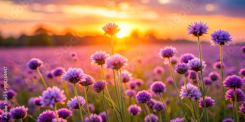 Close up of violet flowers blooming in a field at sunset Creative AI