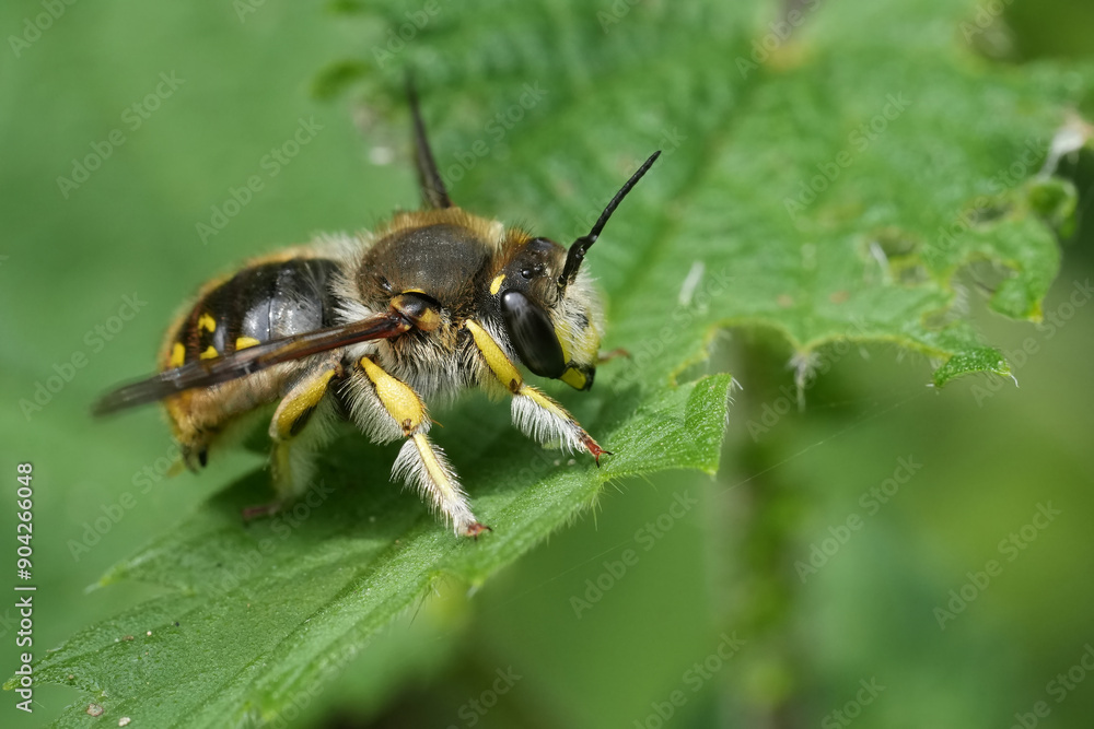 Closeup on a European male woolcarder bee, Anthidium manicatmu resting on a green leaf Closeup on a European male woolcarder bee, Anthidium manicatmu resting on a green leaf