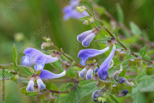 Closeup on the lightblue flowering European common, hooded or marsh skullcap Scutellaria galericulata