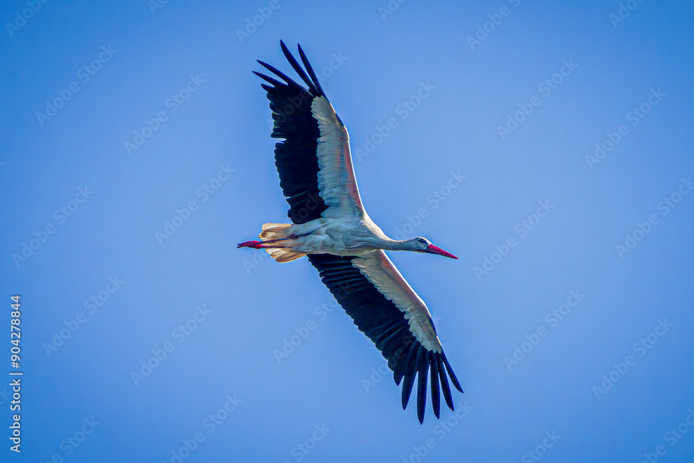 Obraz premium white stork in flight