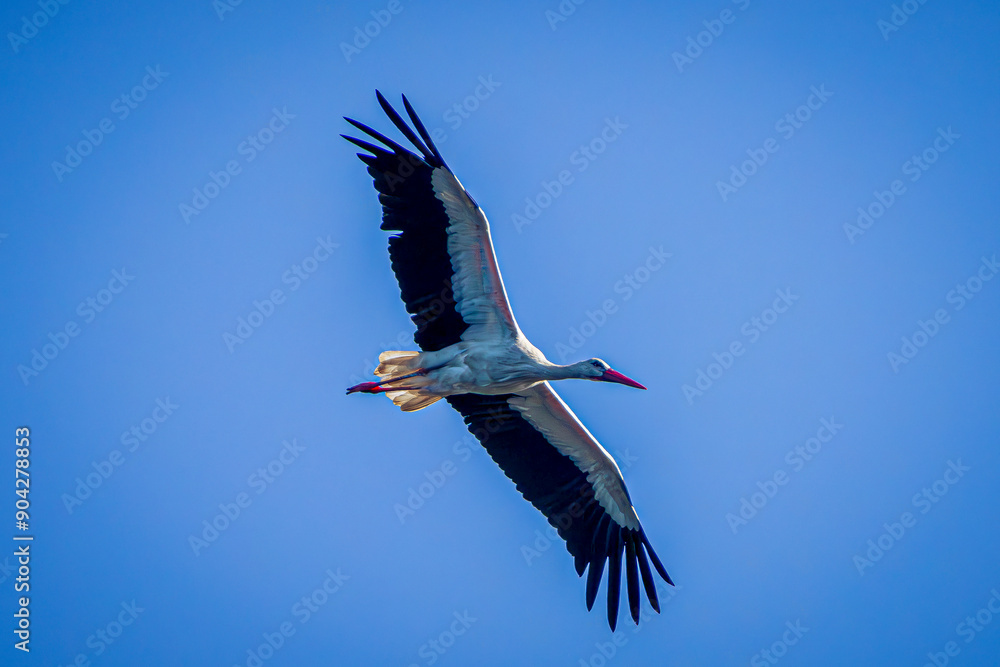 Fototapeta premium white stork in flight