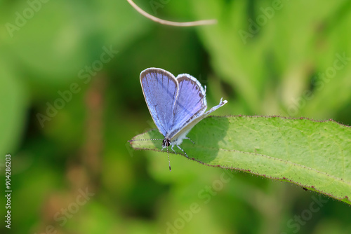 Everes argiades resting on the wild grass of Hotoke-numa photo