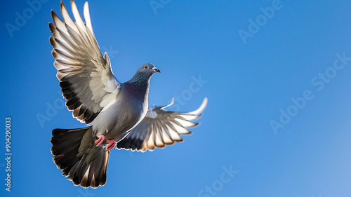 pigeon flying on blue sky