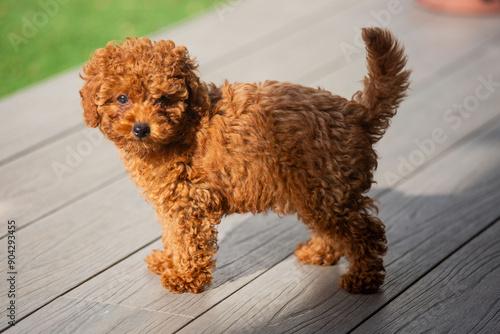 Wallpaper Mural Toy poodle Torontodigital.ca