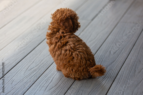 Wallpaper Mural Toy poodle Torontodigital.ca