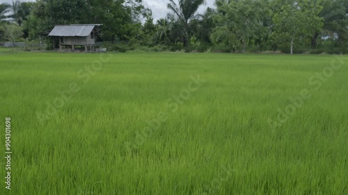 Green rice plants in the field