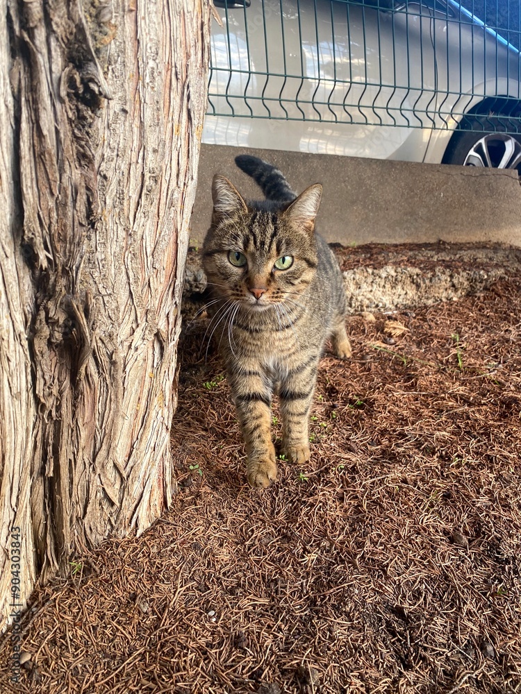 Obraz premium cat near a tree