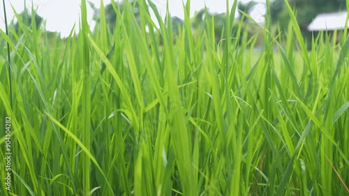 Green rice plants in the field