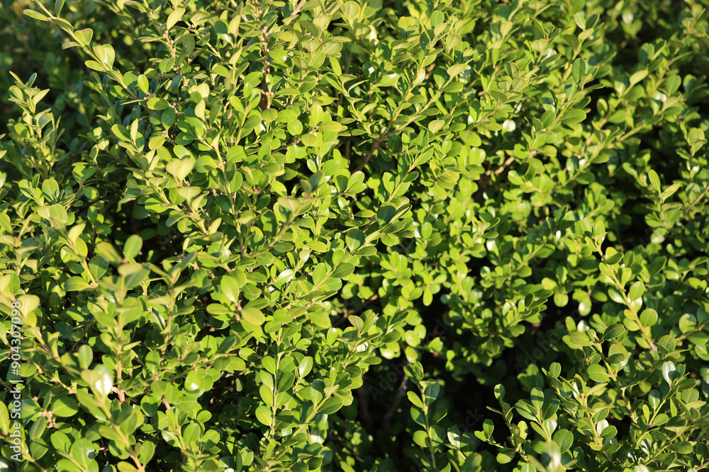 Close-up of Sunlit Bush with Small Green Leaves Close-up of Sunlit Bush with Small Green Leaves