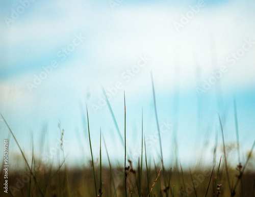 grass in the wind