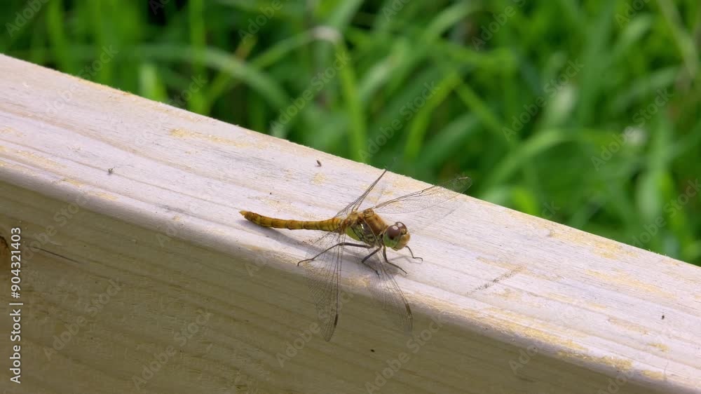A dragonfly perches on a fence A dragonfly perches on a fence