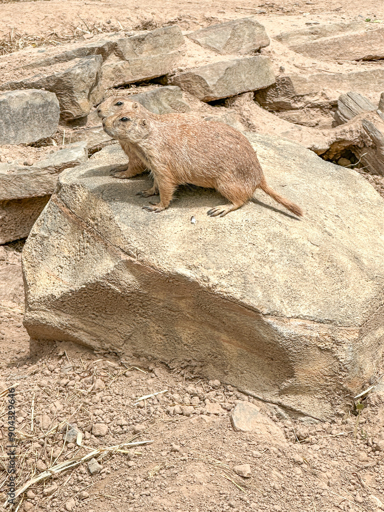Obraz premium Prairie dogs out of their holes watching for food. Rodent of the family Sciuridae