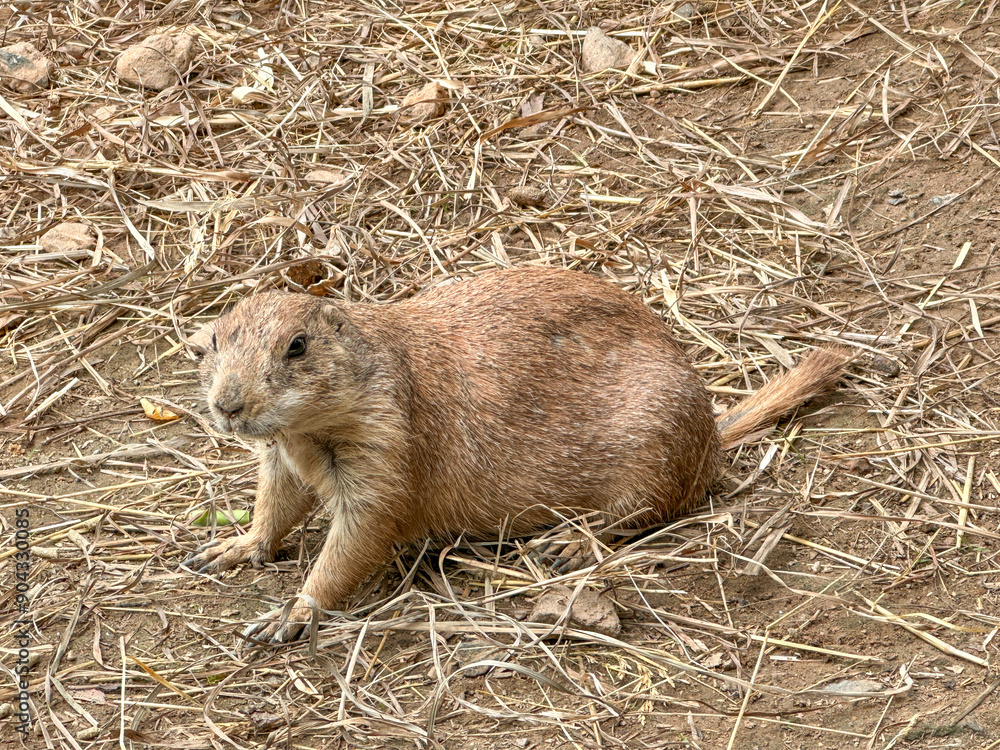 Prairie dogs out of their holes watching for food. Rodent of the family Sciuridae Prairie dogs out of their holes watching for food. Rodent of the family Sciuridae