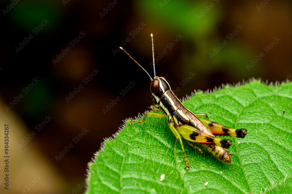 grasshopper on a leaf grasshopper on a leaf