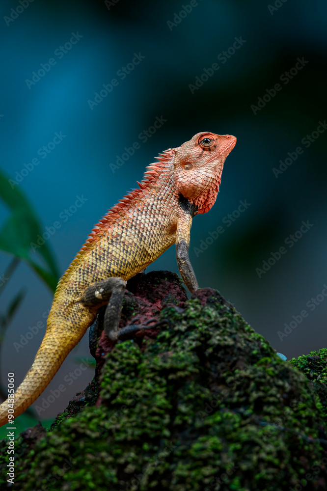 Fototapeta premium lizard on a branch