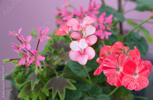 Pink and red flowers of geraniums, on pink background