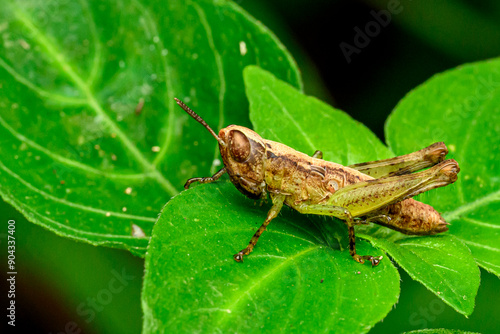 grasshopper on a leaf