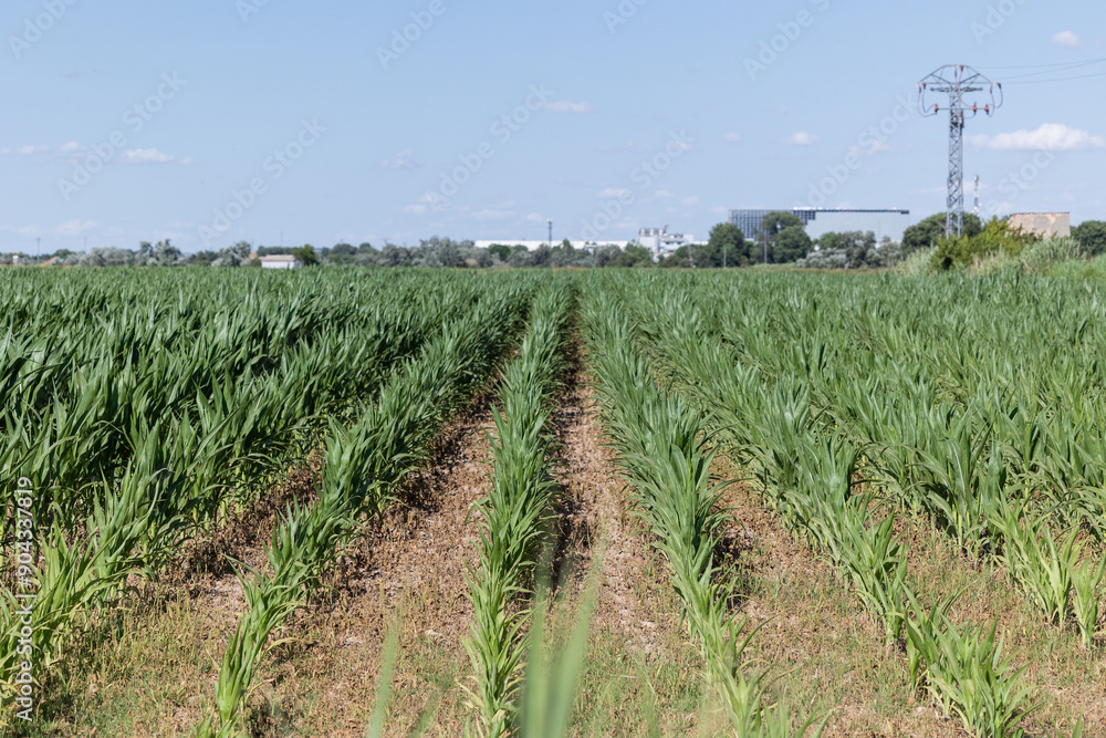 Vibrant corn field with drip irrigation in Spain Vibrant corn field with drip irrigation in Spain
