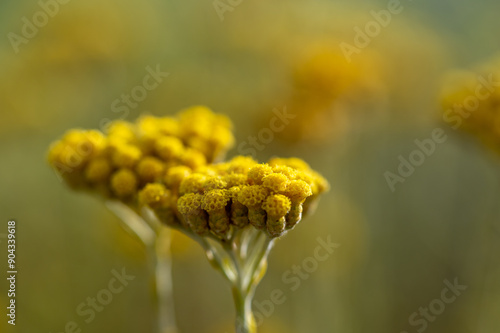 Wall Mural Detail of yellow flowers of immortelle or everlasting (Helichrysum arenaria) ill