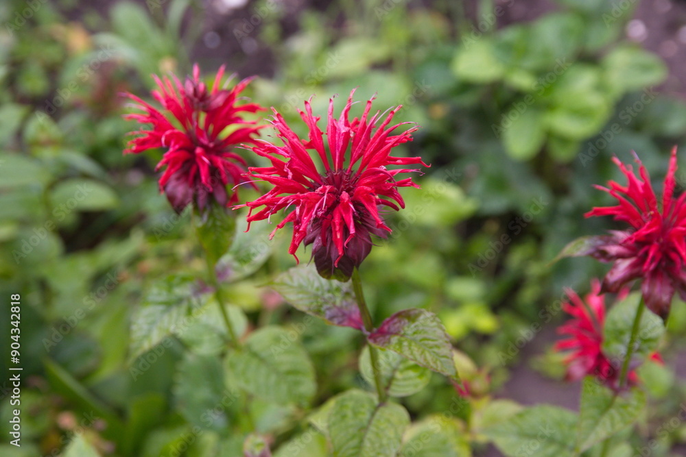 Monarda didyma, bee balm, horsemint, oswego tea, bergamot, crimson beebalm, scarlet beebalm, scarlet monarda Monarda didyma, bee balm, horsemint, oswego tea, bergamot, crimson beebalm, scarlet beebalm, scarlet monarda
