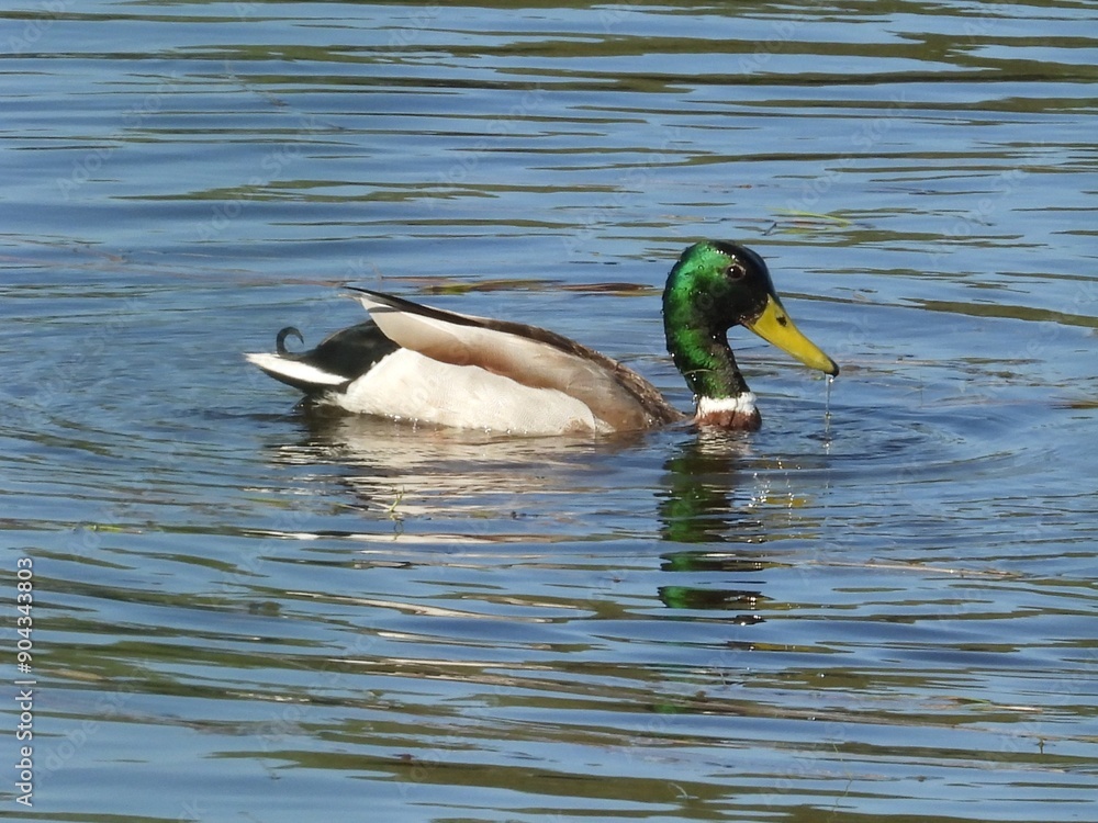 Obraz premium duck on a lake