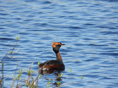 great crested grebe