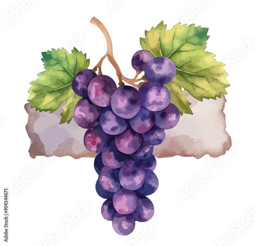 illustration of a bunch of grapes with a beautiful watercolor combination, Grape bunch with leaf set, aVector Grapes. set of grapes and vine leaves watercolor illustration. White, red, and pink grapes photo