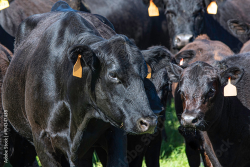 Black Angus cow and calf pair in a herd