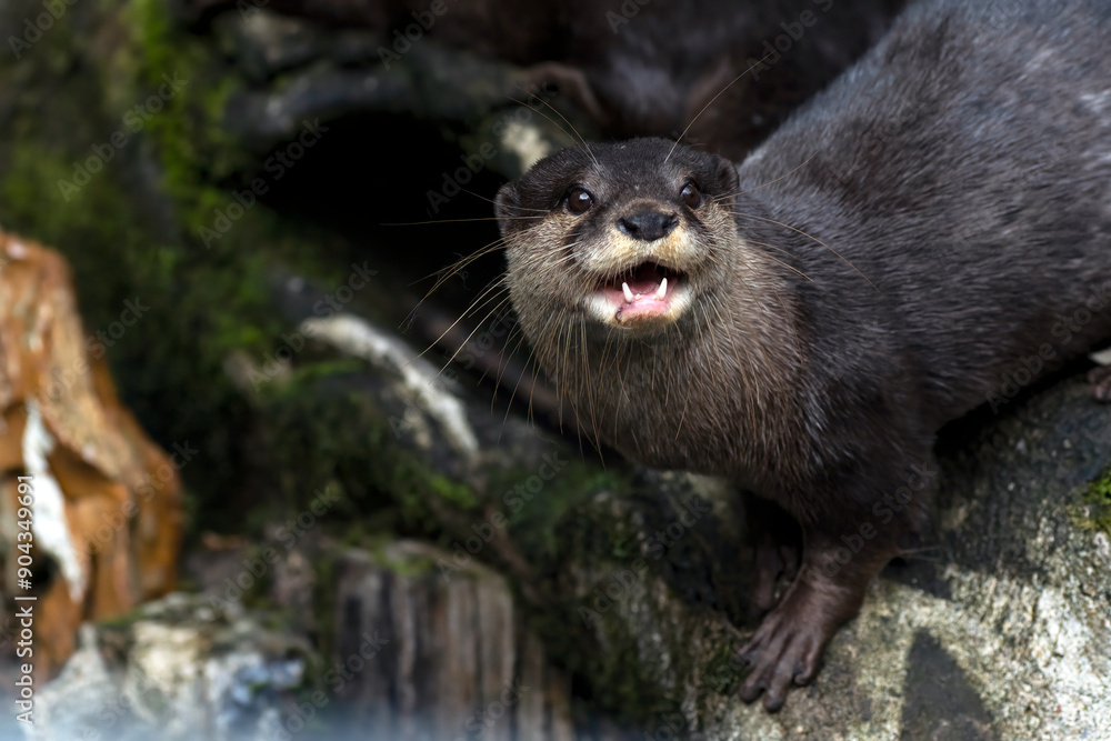 The Asian small-clawed otter with its prey The Asian small-clawed otter with its prey