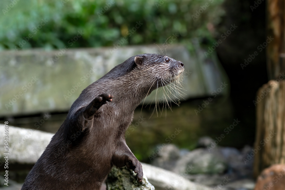 Obraz premium The Asian small-clawed otter with its prey