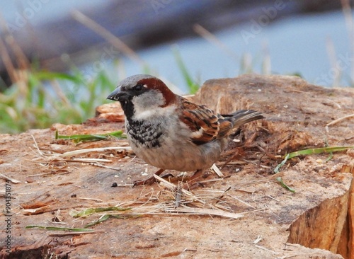 sparrow on the ground