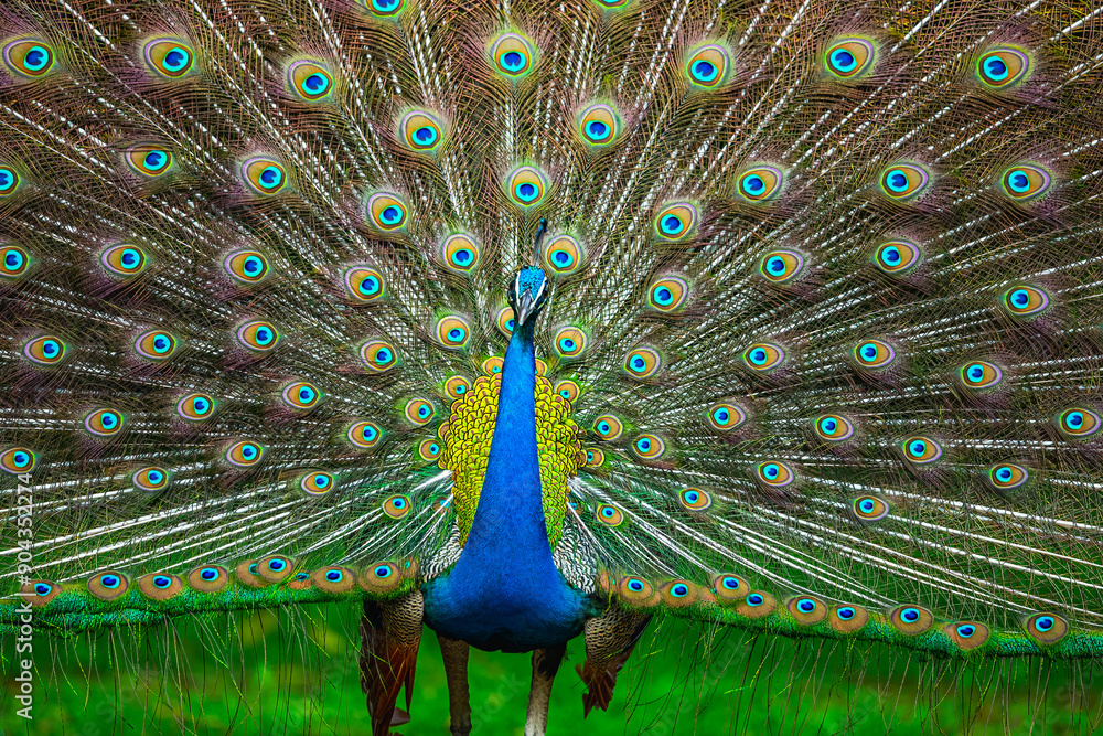 Obraz premium A Dancing peacock