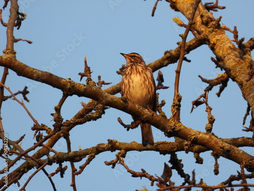 bird on a tree