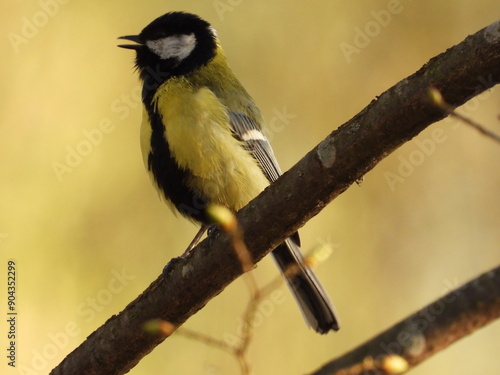 great spotted woodpecker