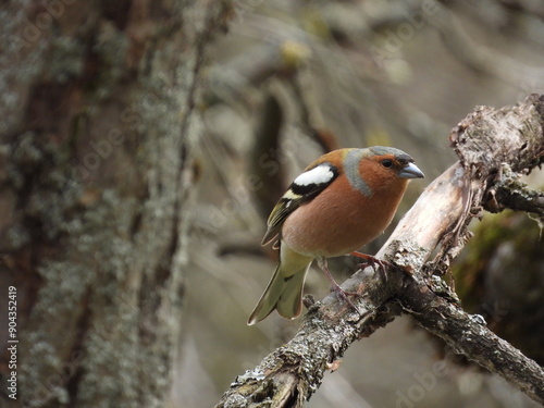 robin on a branch