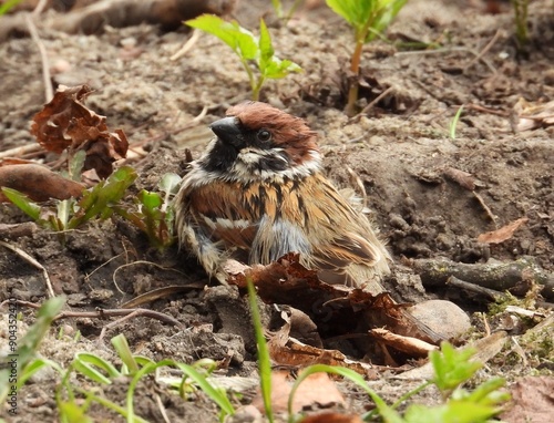 a bird in the grass