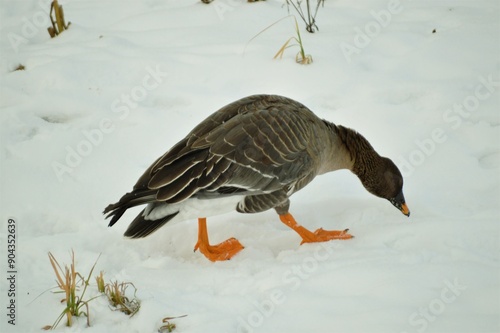 goose on snow