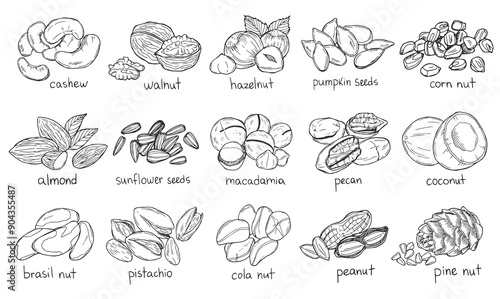 Collection of different nuts vector flat illustration. Concept of healthy eating. Various nuts. EPS 10. Hand drawn mixed nuts
