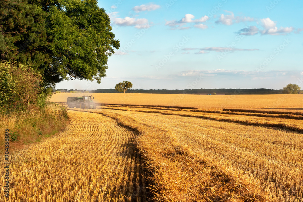 Fototapeta premium Harvesting Equipment Working in a Golden Wheat Field During Late Afternoon Hours Near Quiet Country Road