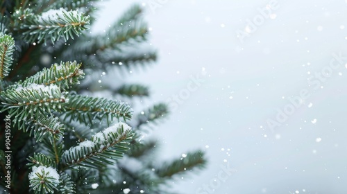 spruce branches with snow with space for text.