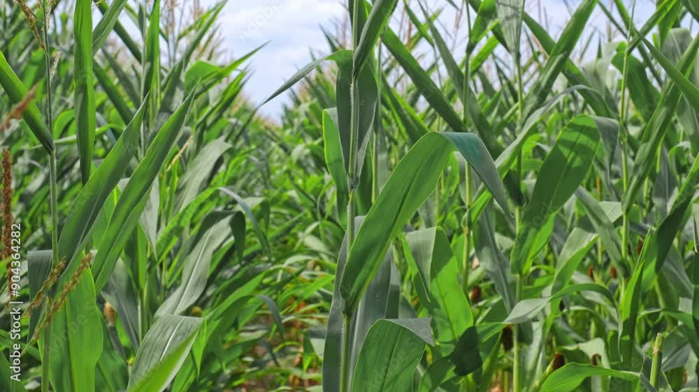 Vast Endless Farmland Cultivated Agricultural Field of Corn Ripening before Harvest Season Vast Endless Farmland Cultivated Agricultural Field of Corn Ripening before Harvest Season