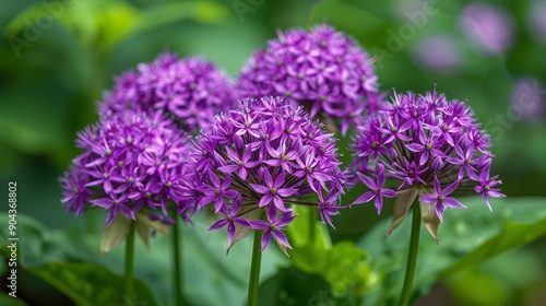 Tiny star shaped purple blossoms blooming in a lush green garden in spring