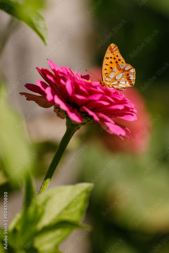 Butterfly, butterfly on a flower, butterfly in the garden Butterfly, butterfly on a flower, butterfly in the garden